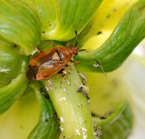 Réf. 263 026 : Deraeocoris ruber